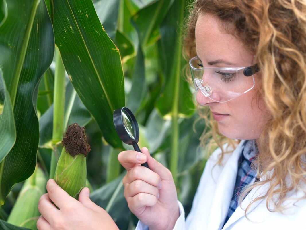 plantas las bacterias modificadas