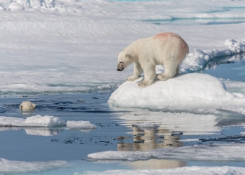 el oso polar