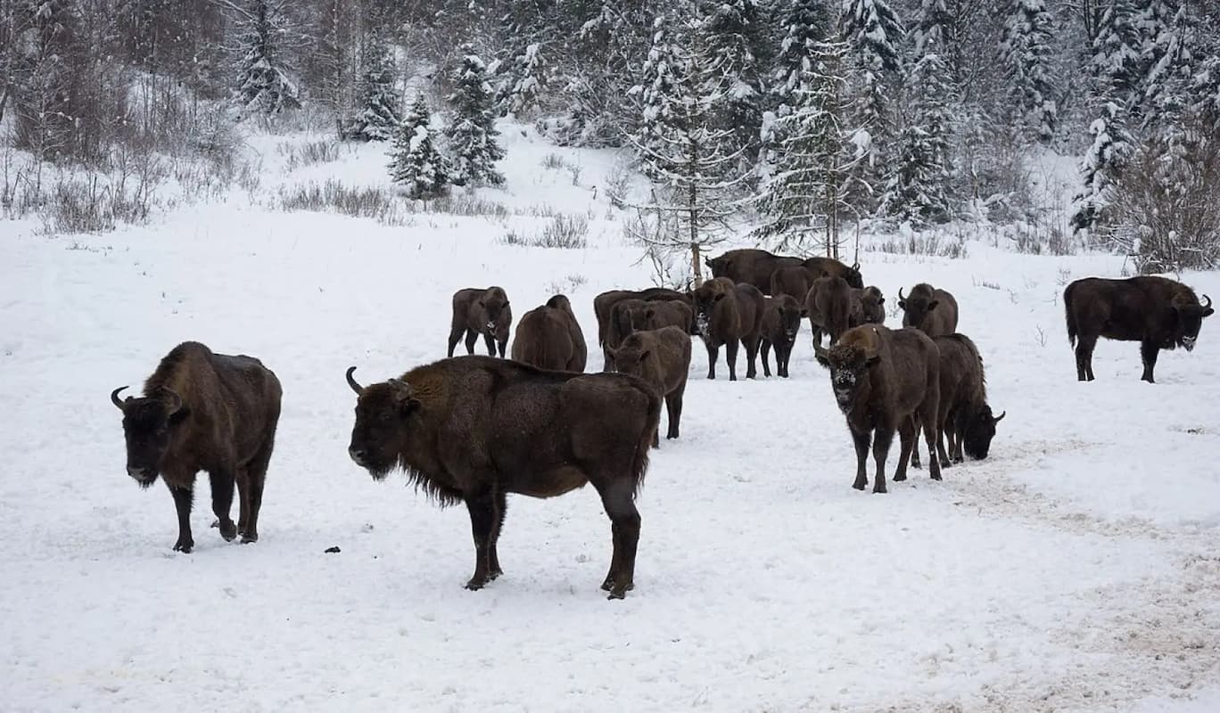 el bisonte europeo