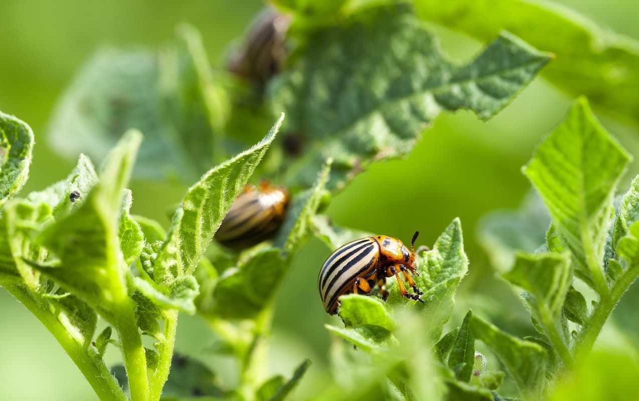 plagas insectos disminuyen 