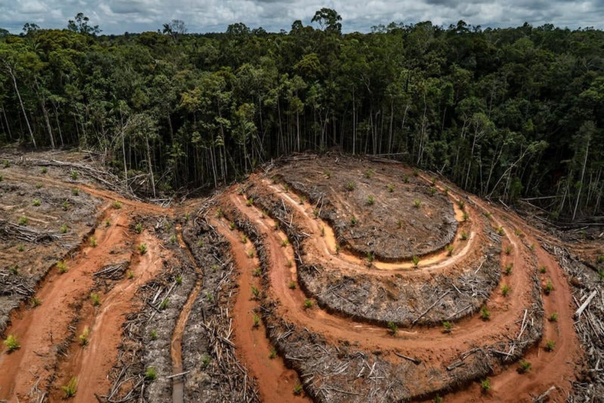 La pérdida de bosques aumentó en 2023, un 45% superior a la meta establecida en la COP26.