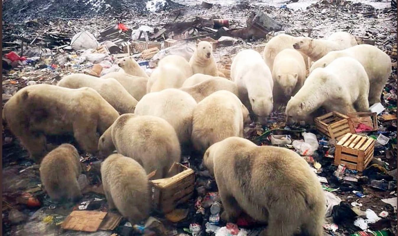 El oso polar artico