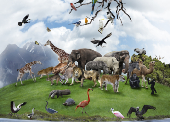 Nature Collage With  Wild Animals And Birds