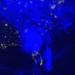 Imágenes compuestas de la NASA Black Marble en azul y amarillo que muestran las luces nocturnas poco después de que el huracán Helene tocara tierra en Florida