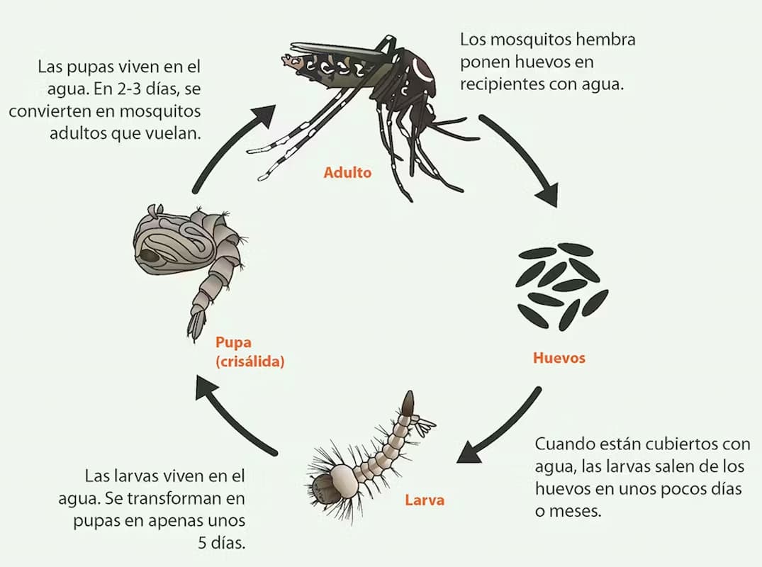 los mosquitos aumentan  enfermedad