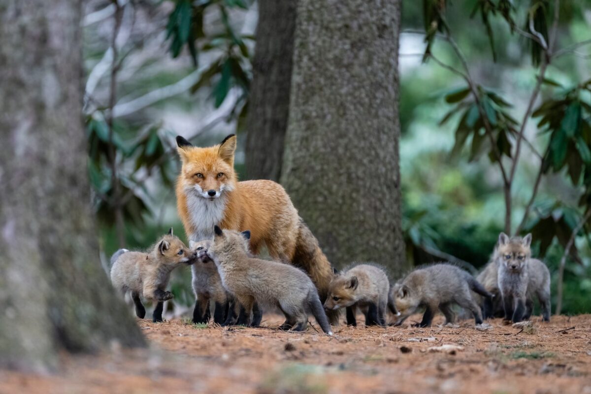 animales zoonosis