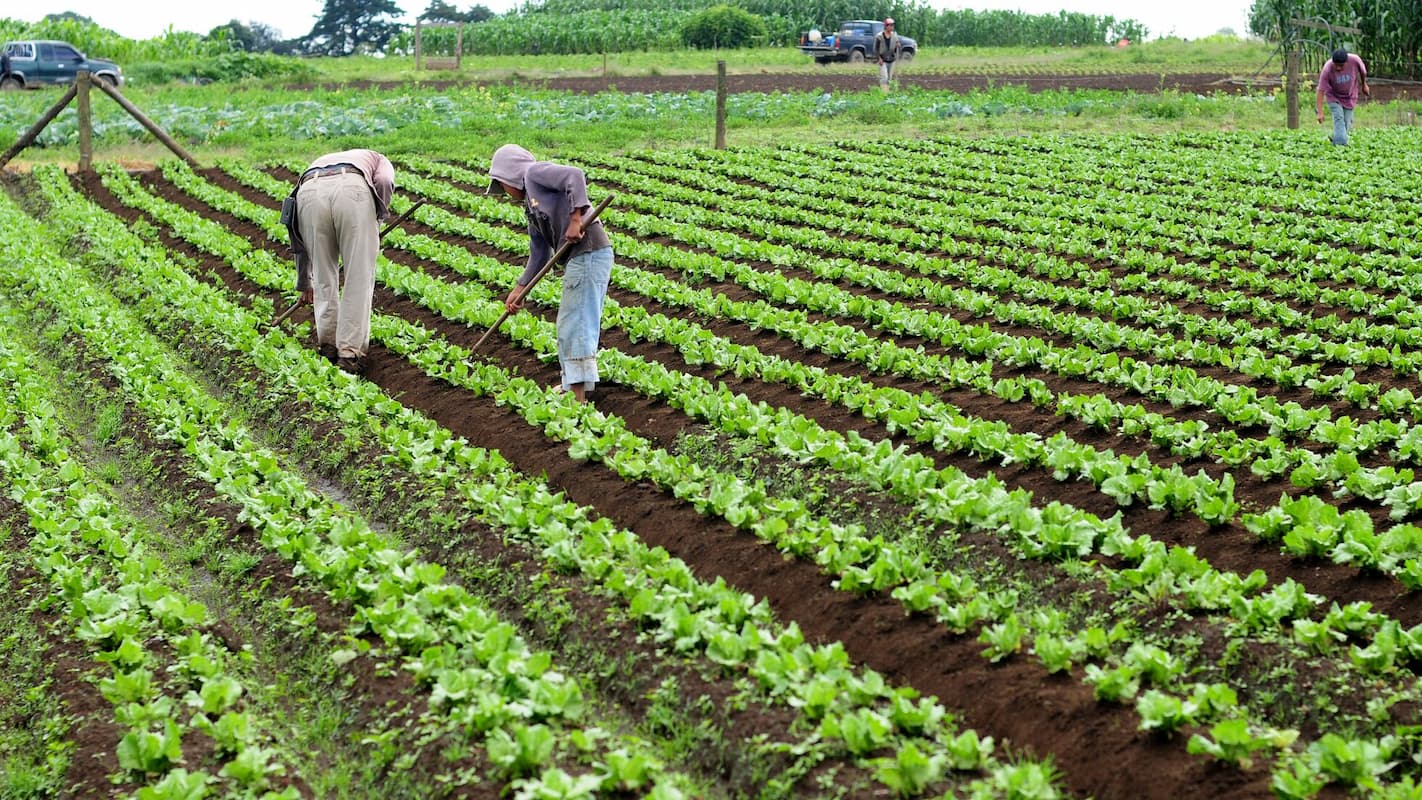 sostenibles la agricultura organica