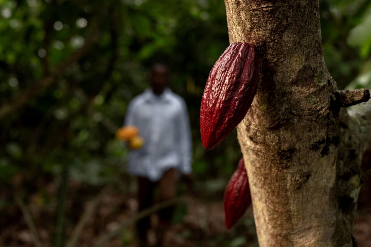 ley sobre deforestacion