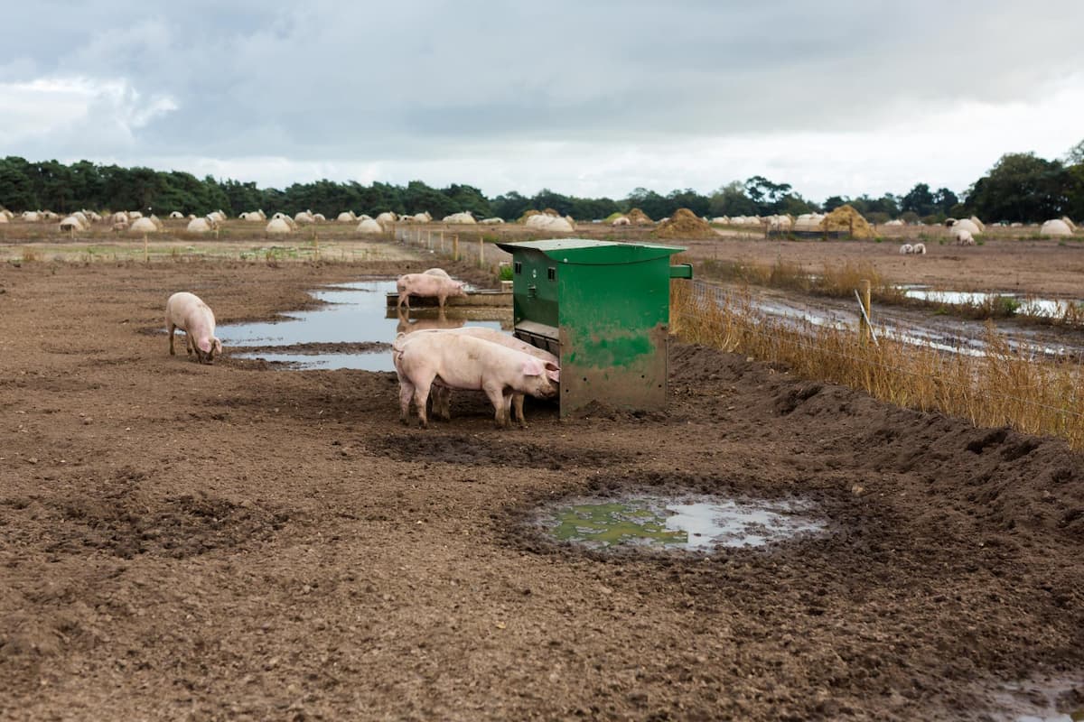 la agricultura danesa oxigeno