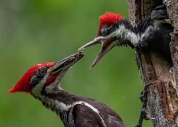 preservar la biodiversidad