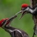 preservar la biodiversidad