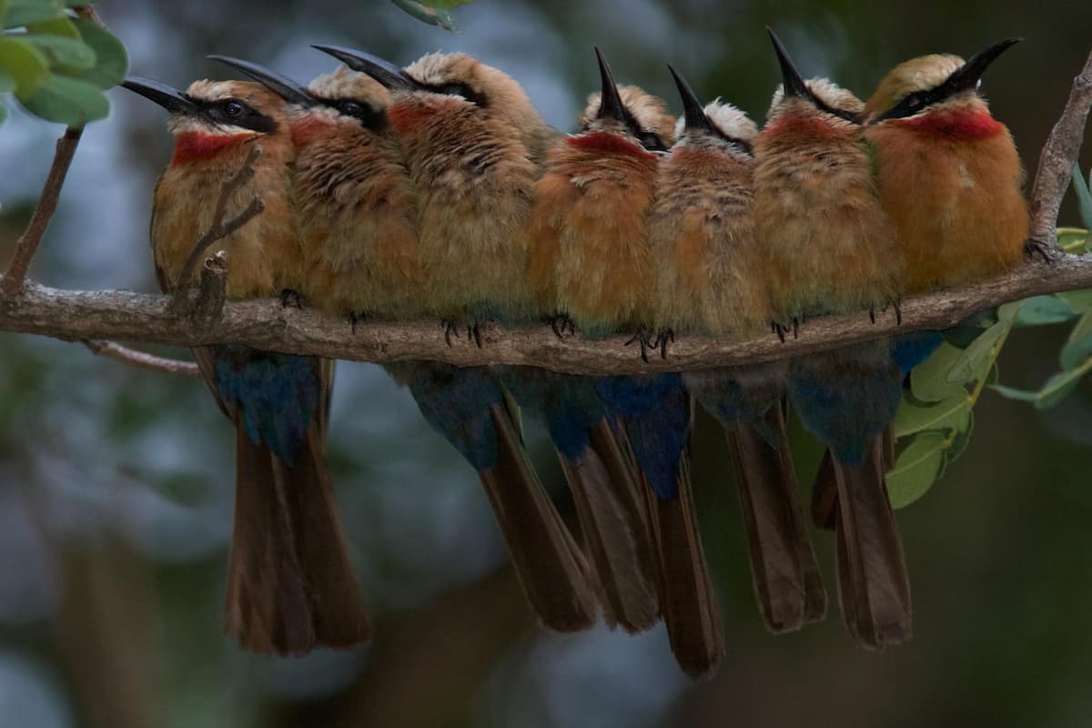  preservar la biodiversidad paises