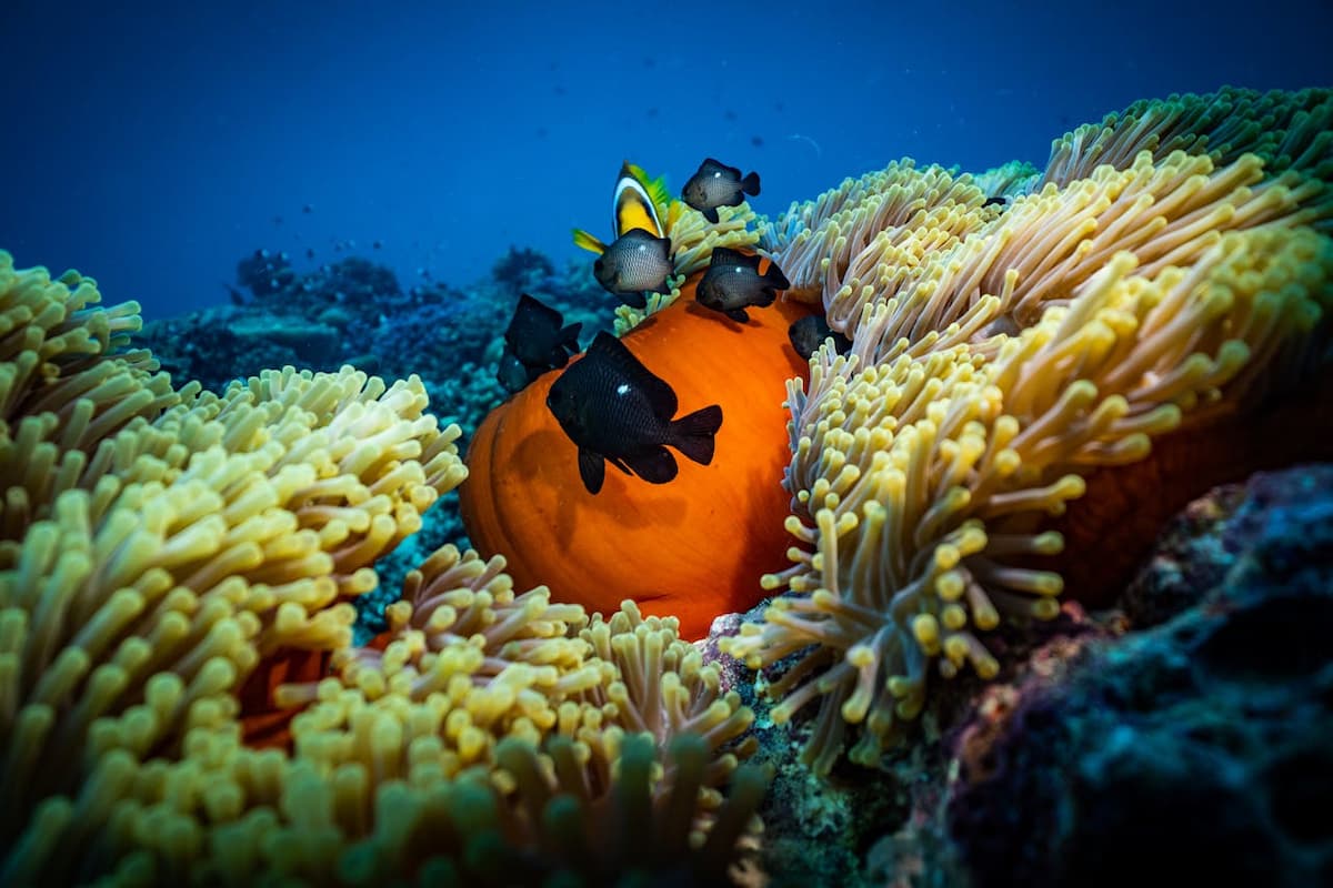  preservar la biodiversidad paises