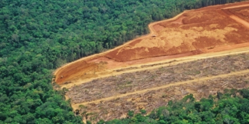 deforestacion