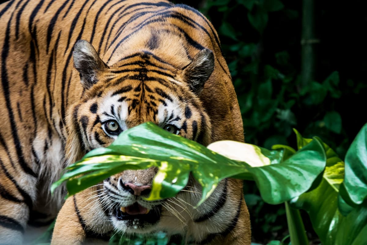  preservar la biodiversidad  paises