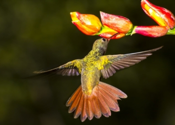 vuelo colibris drones