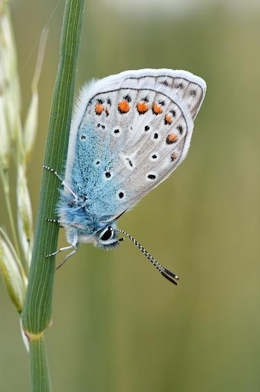 mariposa