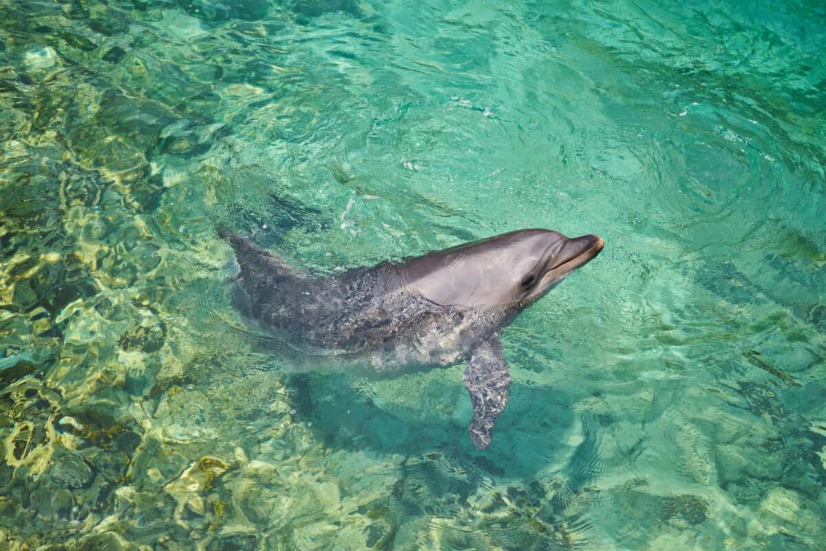 longevidad albatros y delfines