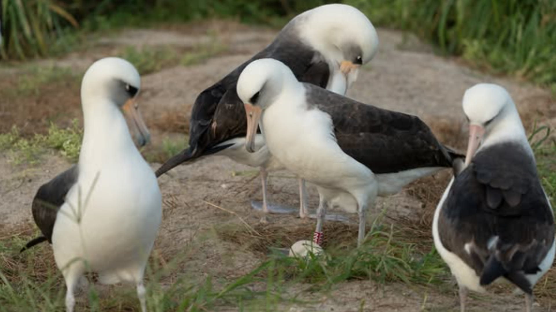 longevidad albatros y deslfines