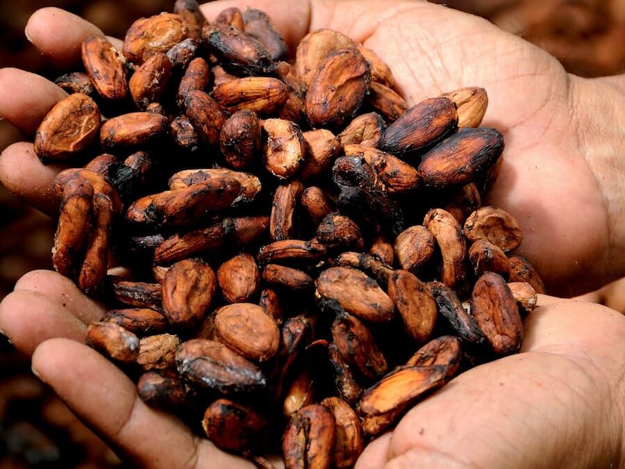 productores cacao