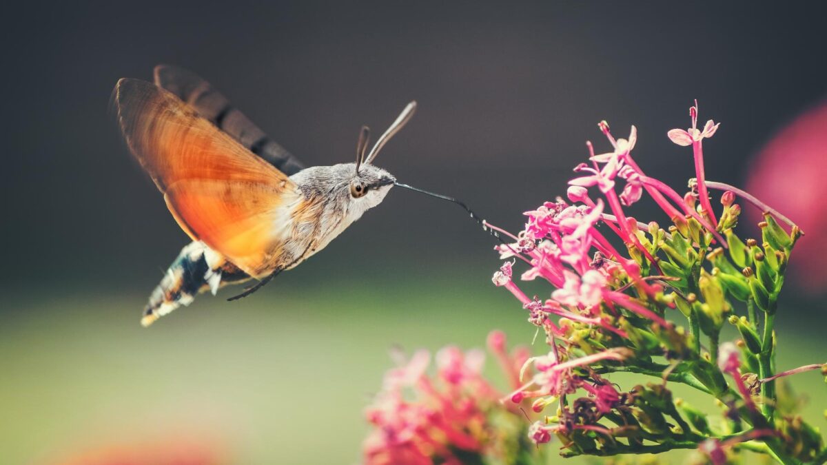 jardines salvajes