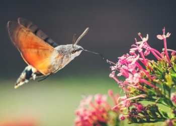 jardines salvajes