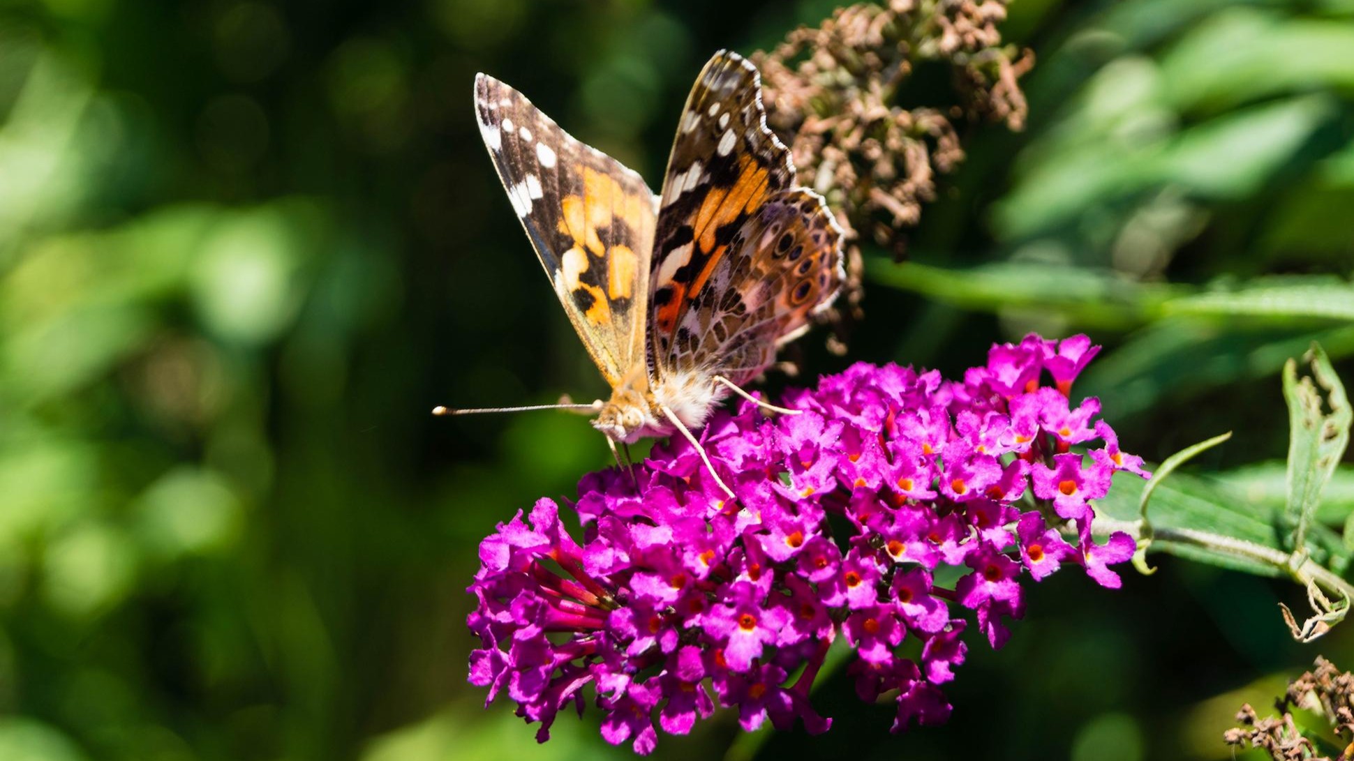 mariposa