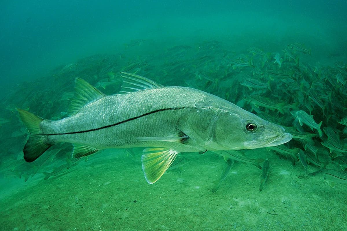 Panama canal especies marinas